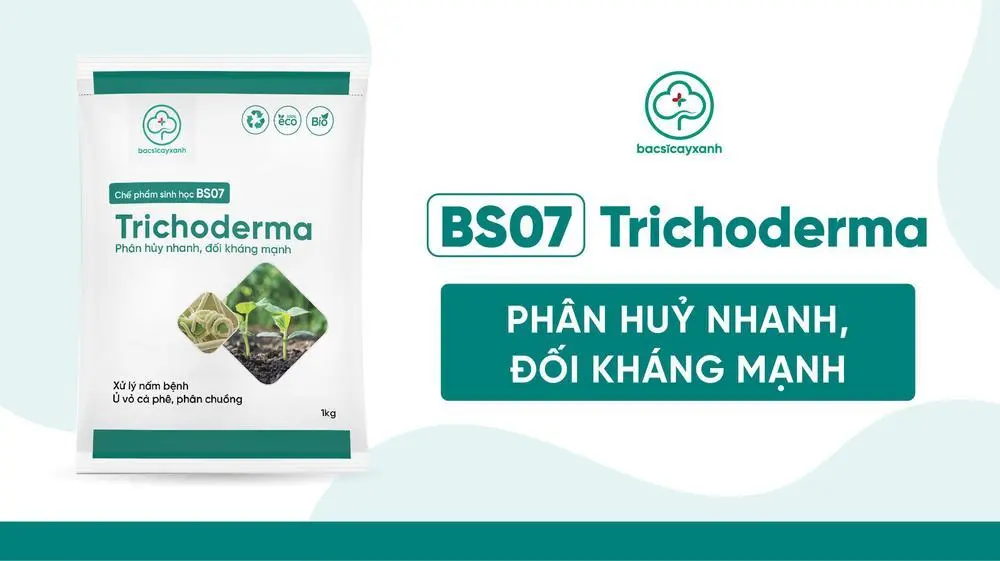 Trichoderma xử lý đất